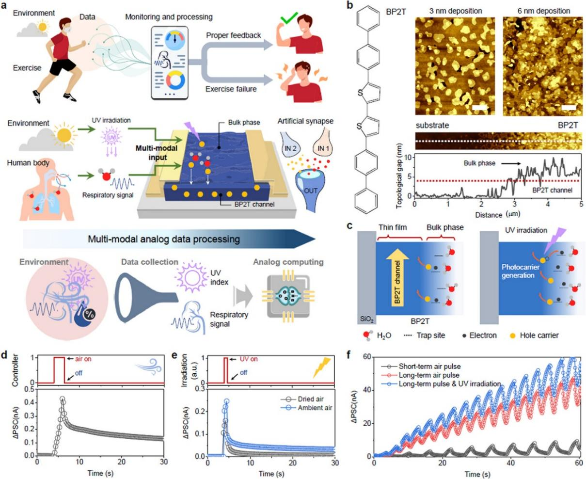 Appl.Phys.Rev.：铁电聚合物在神经形态计算中的应用|晶体管|突触|聚合物_新浪新闻