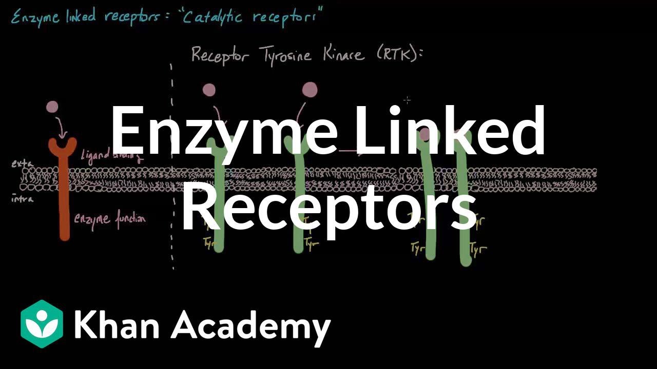 Enzyme-Linked Receptor Diagram | Quizlet